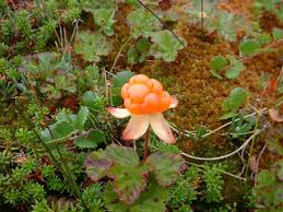 Attēlu rezultāti vaicājumam “Rubus chamaemorus flower”
