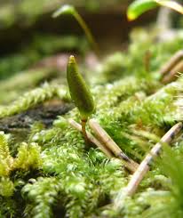 Attēlu rezultāti vaicājumam “Buxbaumia viridis sporophyte”