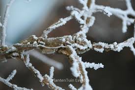 Attēlu rezultāti vaicājumam “Ulmus minor f. suberosa”
