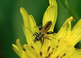 Attēlu rezultāti vaicājumam “Oedemera femorata”