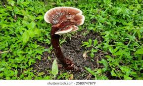 Attēlu rezultāti vaicājumam “Ischnoderma benzoinum”