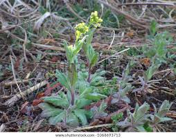 Attēlu rezultāti vaicājumam “Draba nemorosa”
