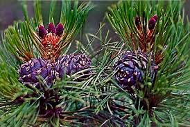 Attēlu rezultāti vaicājumam “Pinus sibirica”