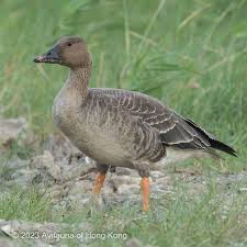 Attēlu rezultāti vaicājumam “Anser serrirostris adult”