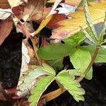 Attēlu rezultāti vaicājumam “Comarum palustre fruit”