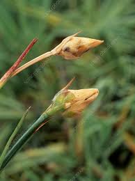 Attēlu rezultāti vaicājumam “Dianthus deltoides bud”