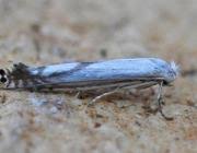 Attēlu rezultāti vaicājumam “Lyonetia prunifoliella”