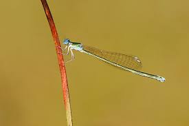 Attēlu rezultāti vaicājumam “Nehalennia speciosa”