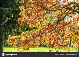 Attēlu rezultāti vaicājumam “Acer platanoides fo. schwedleri”