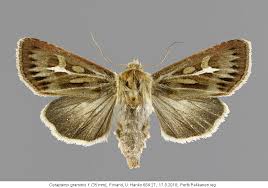 Attēlu rezultāti vaicājumam “Cerapteryx graminis”