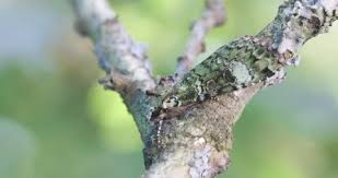 Attēlu rezultāti vaicājumam “Anaplectoides prasina”