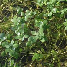 Attēlu rezultāti vaicājumam “Callitriche cophocarpa leaf”
