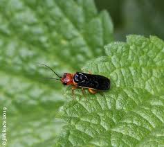 Attēlu rezultāti vaicājumam “Acantholyda erythrocephala”