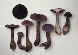 Attēlu rezultāti vaicājumam “Cortinarius violaceus”