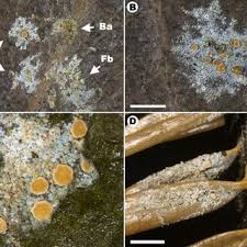 Attēlu rezultāti vaicājumam “Fellhanera subtilis”
