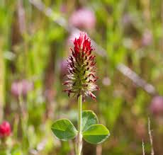 Image result for Trifolium incarnatum