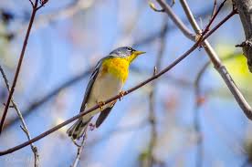 Image result for Parula americana