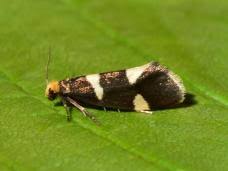 Attēlu rezultāti vaicājumam “Incurvaria praelatella”