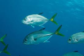 Image result for Caranx latus