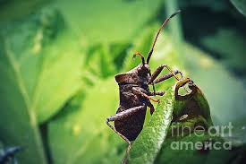 Attēlu rezultāti vaicājumam “Coreus marginatus”