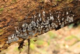 Attēlu rezultāti vaicājumam “Badhamia lilacina var. megaspora sessile”