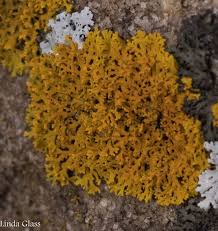 Attēlu rezultāti vaicājumam “Xanthoria fulva”