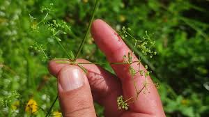 Attēlu rezultāti vaicājumam “Galium elongatum leaf”