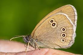 Attēlu rezultāti vaicājumam “Aphantopus hyperantus”