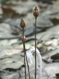 Attēlu rezultāti vaicājumam “Plantago uniflora flower”