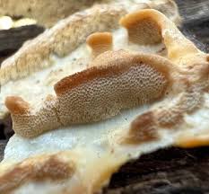 Attēlu rezultāti vaicājumam “Skeletocutis odora”