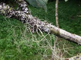 Attēlu rezultāti vaicājumam “Biatoropsis usnearum”