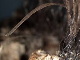 Attēlu rezultāti vaicājumam “Stemonitis axifera var. smithii macro”