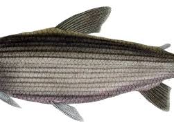 Attēlu rezultāti vaicājumam “Prociphilus xylostei”