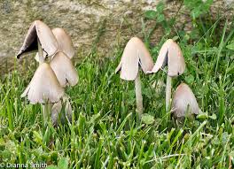 Attēlu rezultāti vaicājumam “Coprinus atramentarius”