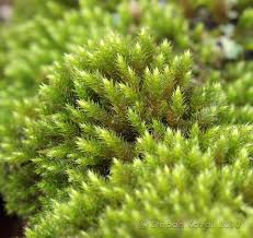 Attēlu rezultāti vaicājumam “Leucodon sciuroides”