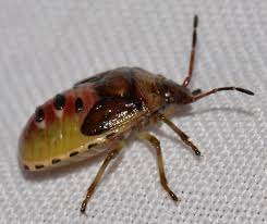 Attēlu rezultāti vaicājumam “Elasmostethus interstinctus”