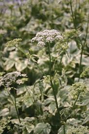 Attēlu rezultāti vaicājumam “Aegopodium podagraria”