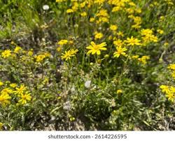 Attēlu rezultāti vaicājumam “Senecio vernalis leaf”