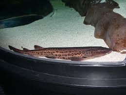 Image result for Poroderma pantherinum