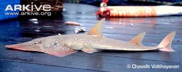 Image result for Rhynchobatus australiae