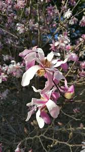 Attēlu rezultāti vaicājumam “Magnolia cylindrica flower”