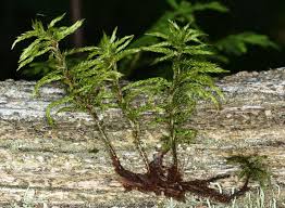 Attēlu rezultāti vaicājumam “Climacium dendroides”