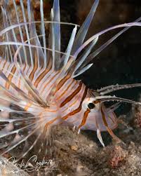 Image result for Pterois miles