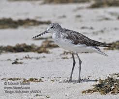 Attēlu rezultāti vaicājumam “Tringa nebularia”