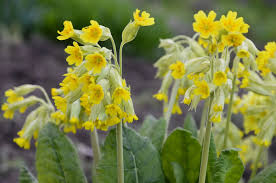 Attēlu rezultāti vaicājumam “Primula veris flower”