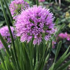Attēlu rezultāti vaicājumam “Allium cepa flower”