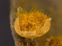 Attēlu rezultāti vaicājumam “Trichia alpina”