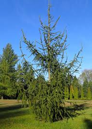 Attēlu rezultāti vaicājumam “Picea abies fo. virgata fruit”