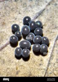 Attēlu rezultāti vaicājumam “Badhamia foliicola”