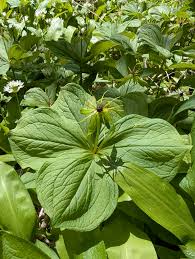 Attēlu rezultāti vaicājumam “Paris quadrifolia flower”